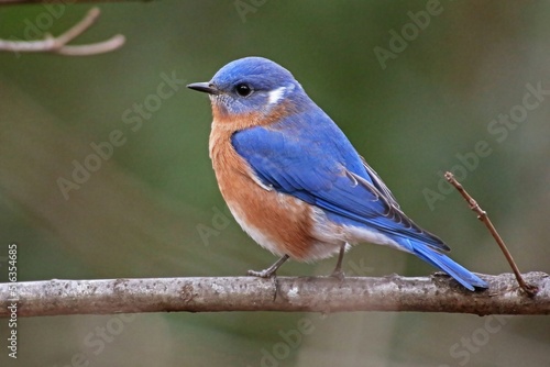 Closeup shot of an Eastern bluebird on the tree branch