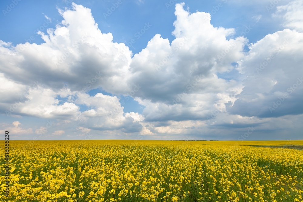 Field of colza rapeseed yellow flowers and blue sky,  agriculture concept