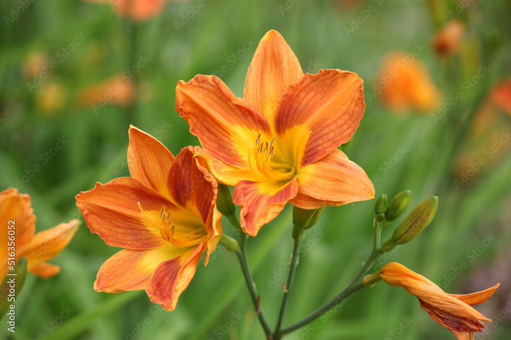 Hemerocallis day lily 'Banbury Cinnamon' in flower.