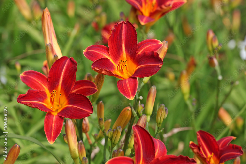 Hemerocallis day lily 'Cynthia Mary'