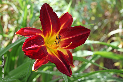 Hemerocallis daylily 'Ruby Spider' ' in flower.