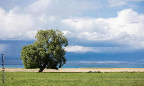 A lone cottonwood tree stands in a field with lake Issyk-Kul in the background in Kyrgyzstan. photo