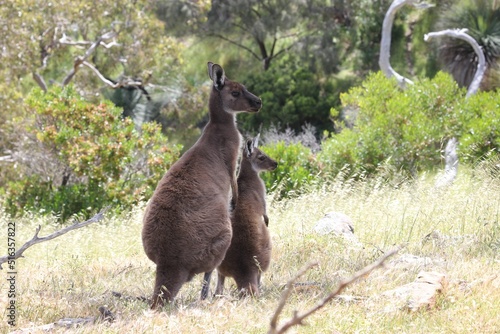 Closeup of two Eastern grey kangaroos standing on a field of dried grass against greenery photo