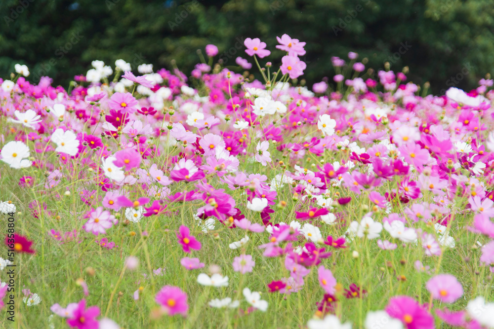 コスモス　秋の花　9月　10月　季節　屋外　写真　植物　花　自然　人物なし　ボケ　ピンク　白　黄緑　カラフル　花