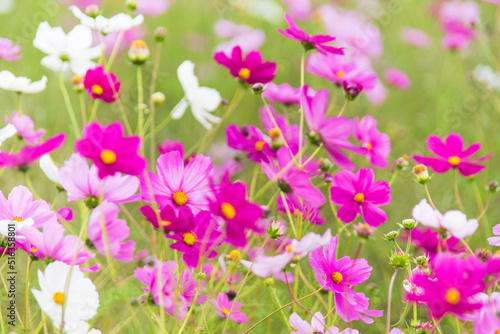 コスモス 秋の花 9月 10月 季節 屋外 写真 植物 花 自然 人物なし ボケ ピンク 白 黄緑 カラフル 花
