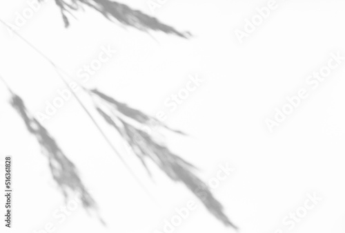 Photo overlay effect. Gray shadow from the stems of plants on a light background. Abstract concept of neutral nature blurred background. Copy space.