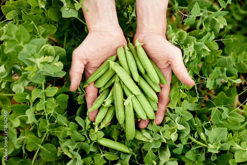 a person holding a pile of peep ods in hand during summer from farm to table in finland nice greens eat your greens harvest season healthy green food