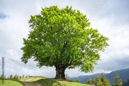 Fotografi Large old beech tree with lush green leaves in Carpathian mountains in summer time
