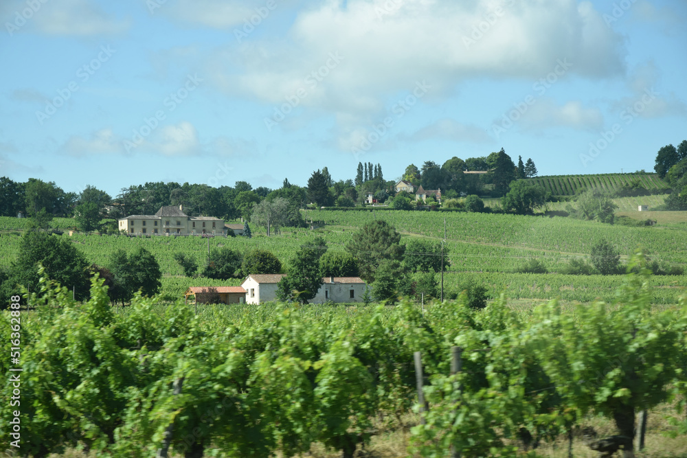En roulant: vignes au nord du village de Bouniagues, Dordogne, Nouvelle-Aquitaine, France. 