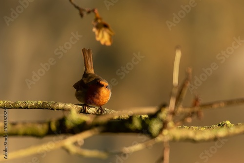 Fototapeta Closeup shot of a robin redbreast bird perched on a branch