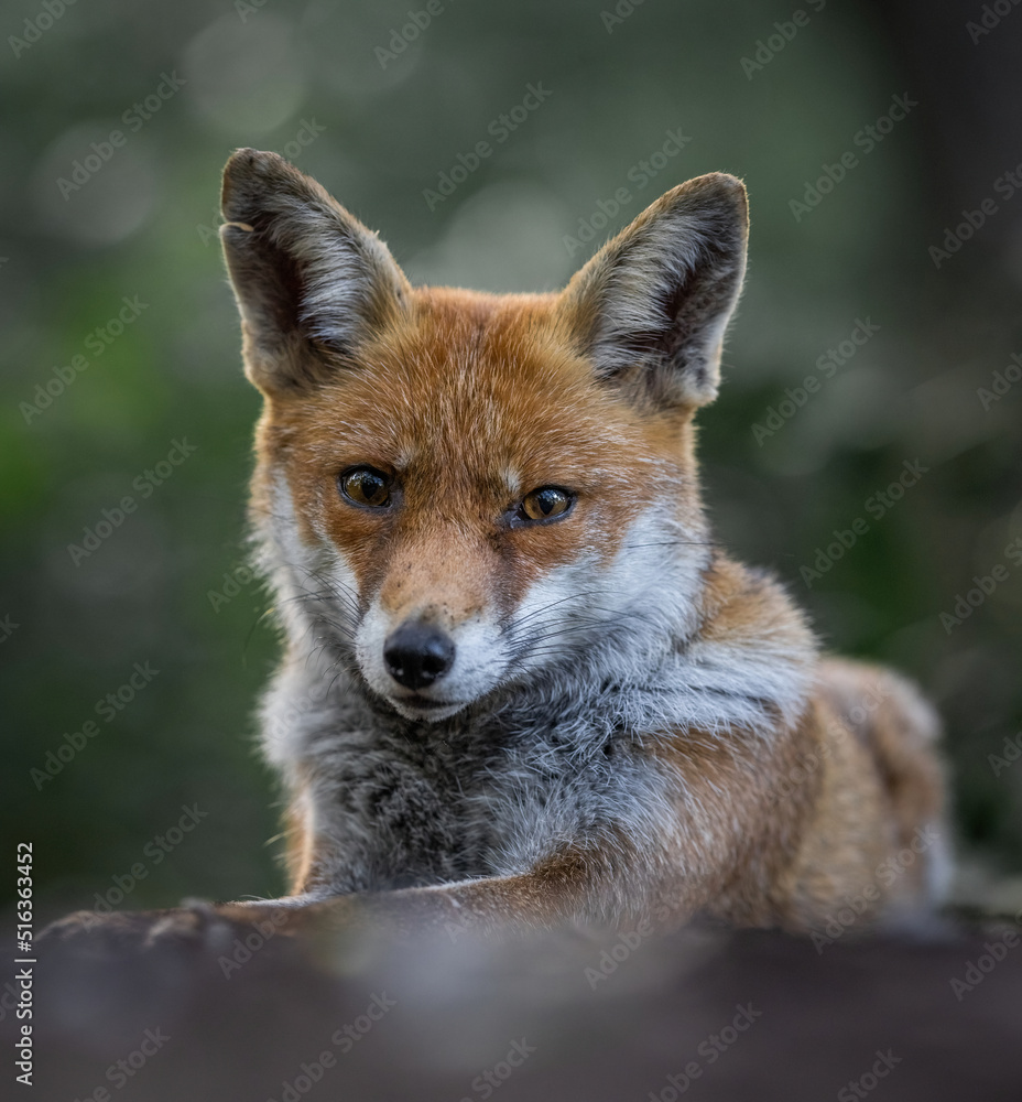 Here is a selection of my best wildlife photos of mammals taken of the course of 2 years. Here is a selection of my best wildlife photos of mammals taken of the course of 2 years.