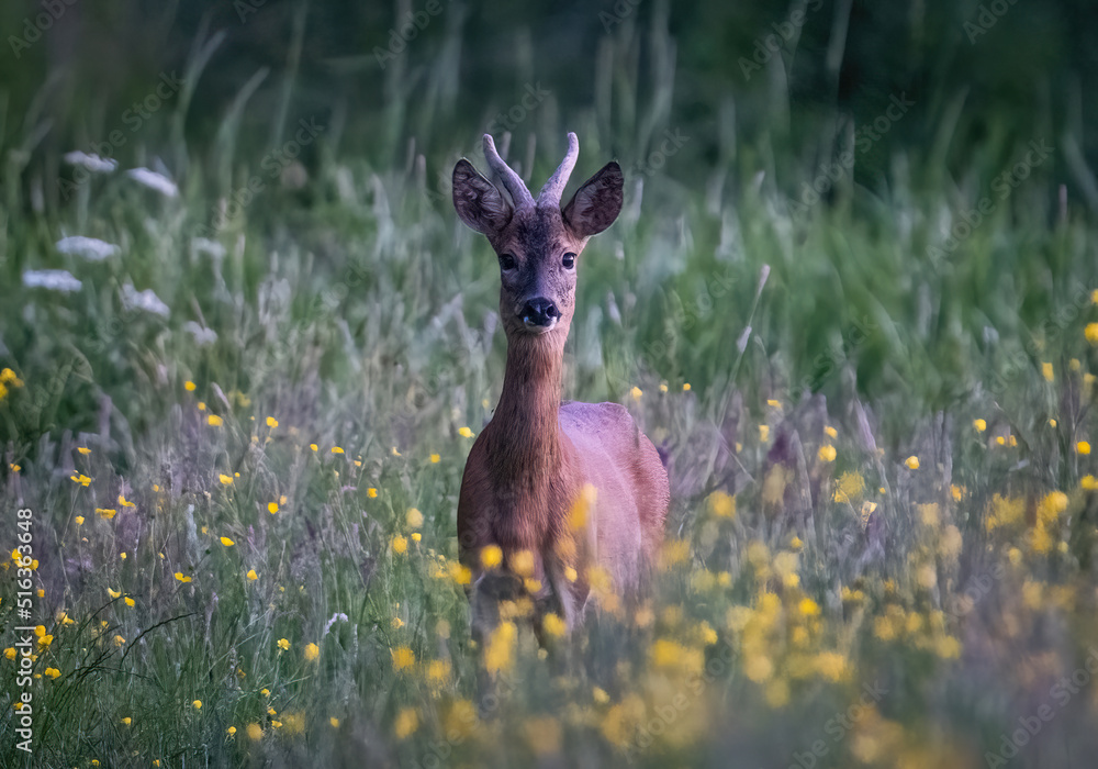 Fototapeta premium Here is a selection of my best wildlife photography taken over a period of 2 years 