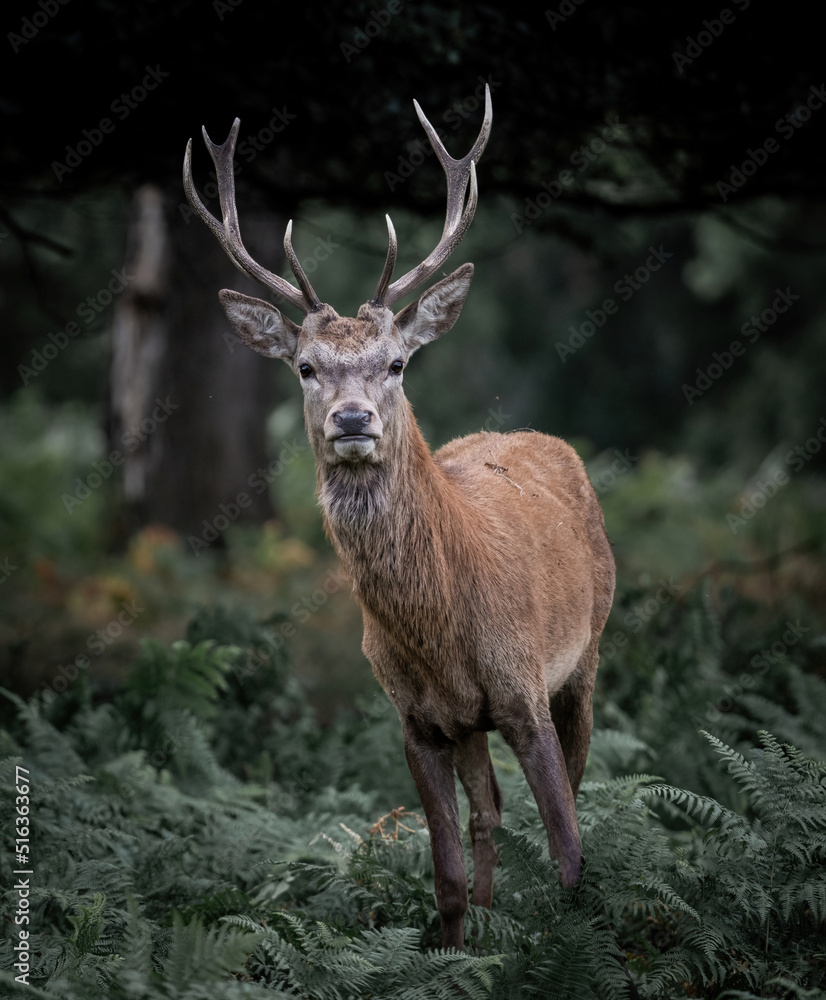 Obraz premium Here is a selection of my best wildlife photos of mammals taken of the course of 2 years. 