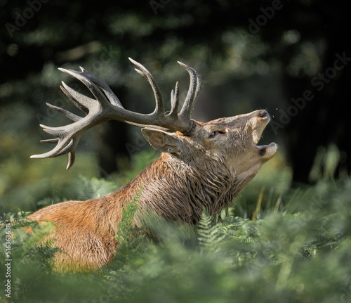 Here is a selection of my best wildlife photos of mammals taken of the course of 2 years. 
