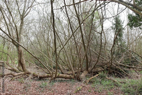 View of the woodlands in Lower Earley, Reading, UK photo