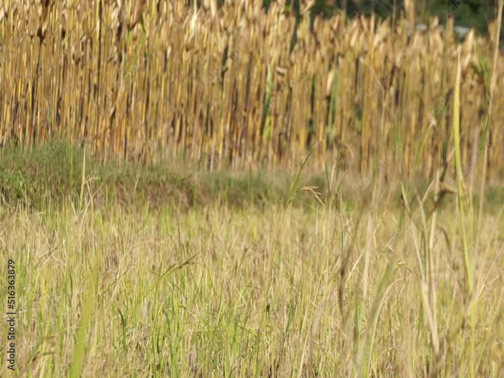 Weeds in the middle of rice plants, the image is suitable for use as wallpaper or other graphic resources Weeds in the middle of rice plants, the image is suitable for use as wallpaper or other graphic resources