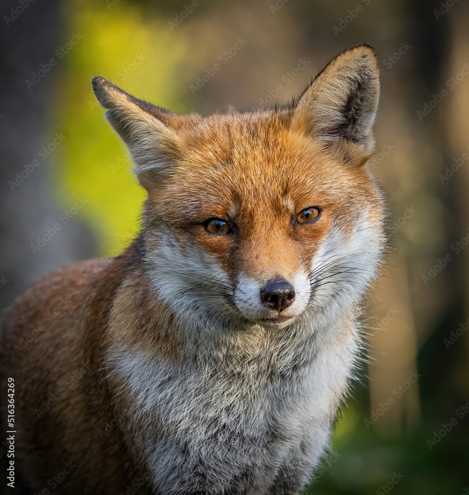 Here is a selection of my best wildlife photography taken over a period of 2 years Here is a selection of my best wildlife photography taken over a period of 2 years