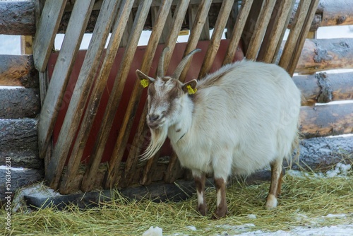 Closeup of a Goat near a fence on a farm in Ostersund photo