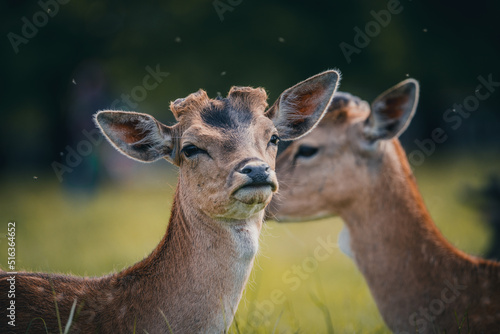 Here is a selection of my best wildlife photos of mammals taken of the course of 2 years. 