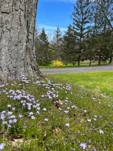 Vertical shot of some Phlox subulate flowers growing under a tree in the background of the forest. photo