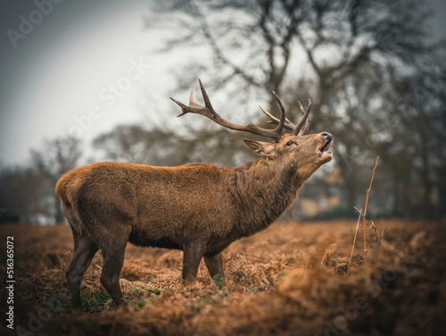 Here is a selection of my best wildlife photography taken over a period of 2 years 