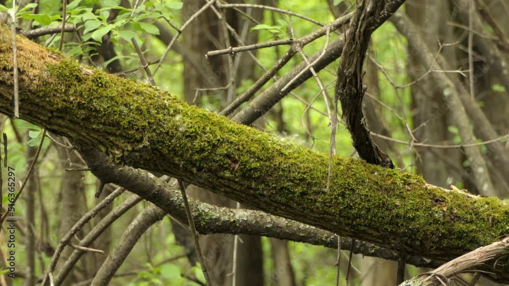 close up shot of a mossy branch in the forests of canadian ontario close up shot of a mossy branch in the forests of canadian ontario