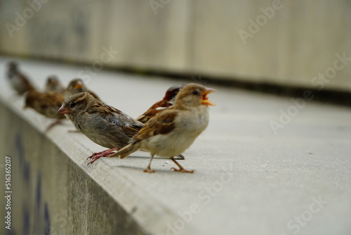 A flock of sparrows and chick begging for food