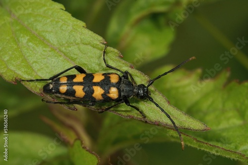 Cuadro en lienzo Closeup on the Four-banded Longhorn Beetle, Leptura quadrifascia