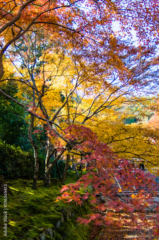 京都嵐山から嵯峨野周辺の紅葉