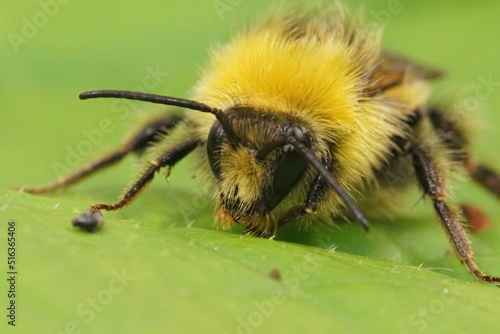 Closeup on a colorful fluffy yellow  early-nesting bumblebee  Bombus pratorum photo