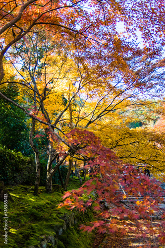 京都嵐山から嵯峨野周辺の紅葉 © 弘文 杉尾