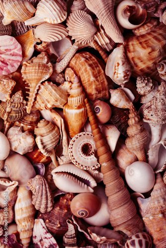 a lot of seashells diverse form on background