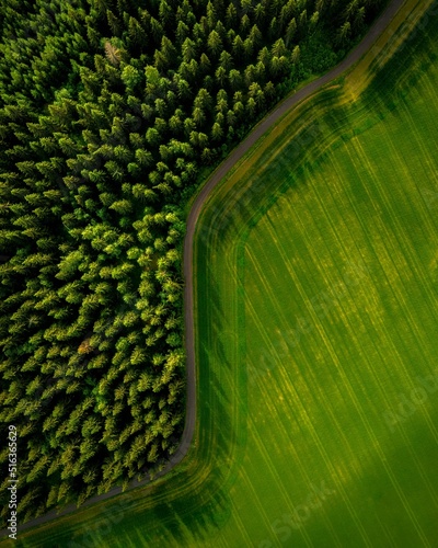 Fototapeta Naklejka Na Ścianę i Meble -  Aerial green landscape view with high dense trees in the field