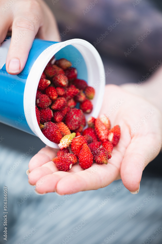Ripe juicy large red strawberries from a glass in the palm of your hand - a healthy wild berry Ripe juicy large red strawberries from a glass in the palm of your hand - a healthy wild berry