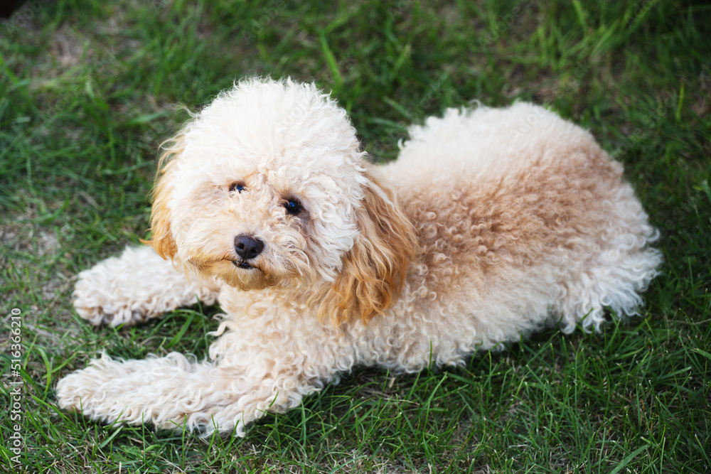 Fluffy toy poodle puppy enjoys a summer warm day on the grass outside the city
