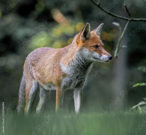 Here is a selection of my best wildlife photography taken over a period of 2 years 