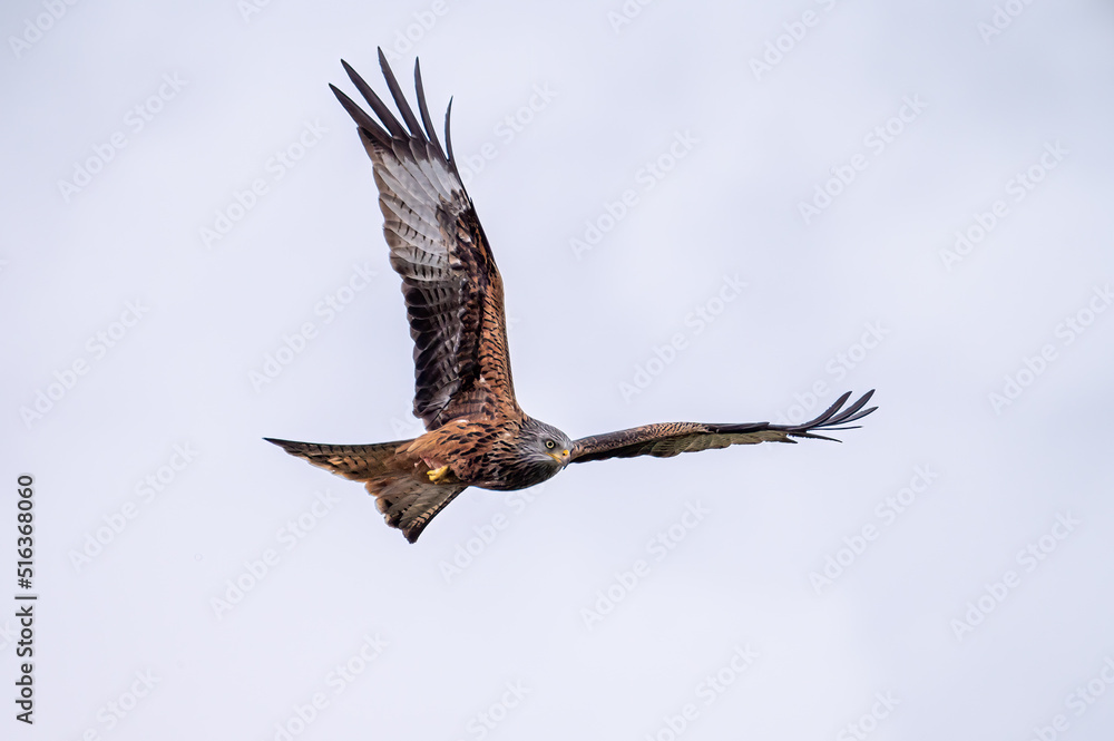 Obraz premium Red Kite (Mlvus milvus) in flight