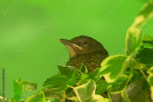 Fototapete Shallow focus of a Baby fledgling Blackbird (Turdus merula) peering out of ivy w