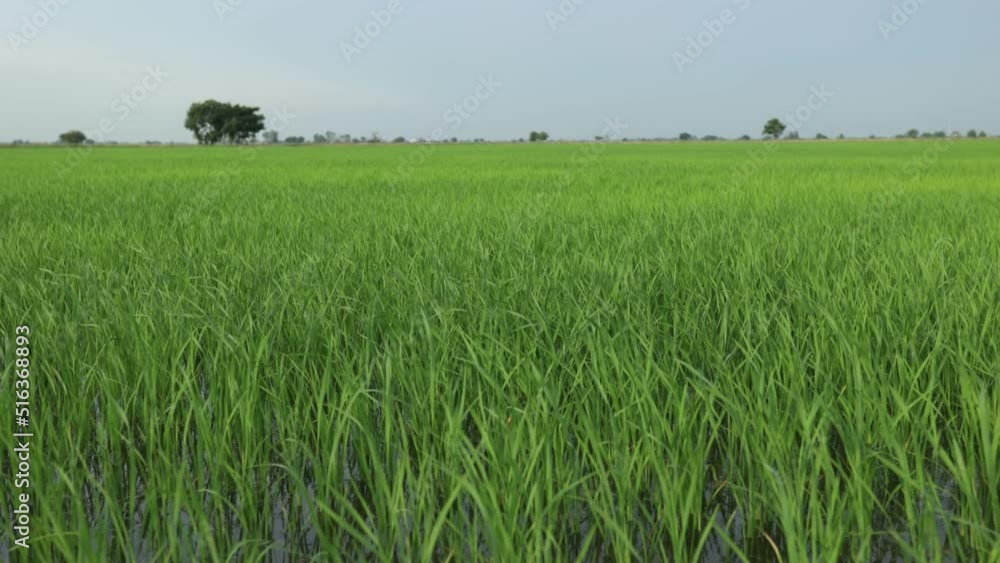 ้handheld, green rice in the farmer's rice field in rural Thailand There was a gentle breeze blowing into a vast rice field. The rice plant is growing beautiful green. Suitable as a background ้handheld, green rice in the farmer's rice field in rural Thailand There was a gentle breeze blowing into a vast rice field. The rice plant is growing beautiful green. Suitable as a background