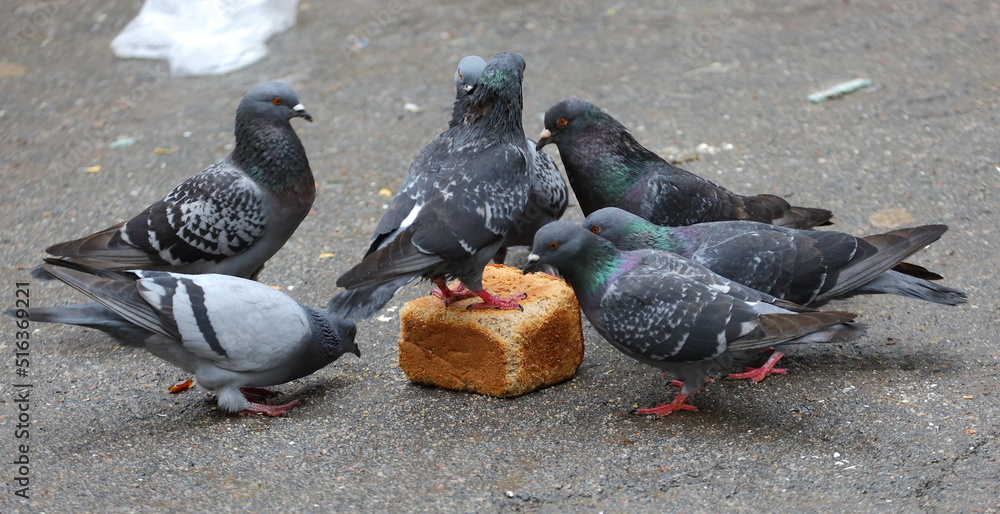 Fototapeta premium A group of pigeons peck a loaf of bread on the asphalt