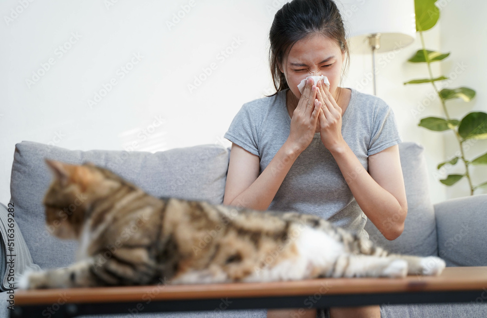 Animal allergy concept, fur and pet allergic woman cover her nose while cough and sneeze and avoid to enclose the pet and cat or animal at home Animal allergy concept, fur and pet allergic woman cover her nose while cough and sneeze and avoid to enclose the pet and cat or animal at home