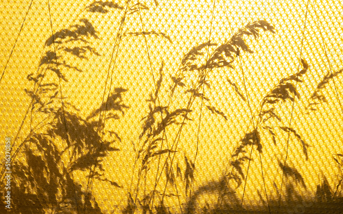 Shadow play. Shadows, silhouettes of leaves and herbs on a wax foundation. photo