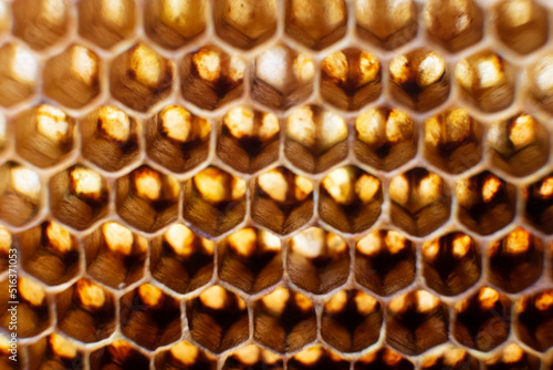 Bee honeycomb is a very beautiful natural pattern. Background texture from wax.