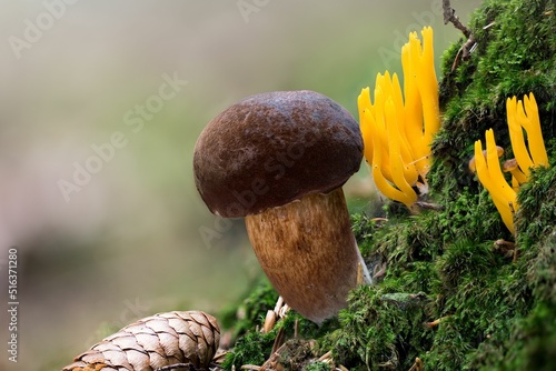 Closeup of a bay bolete (Imleria badia) growing with yellow stagshorn on the ground in a forest photo
