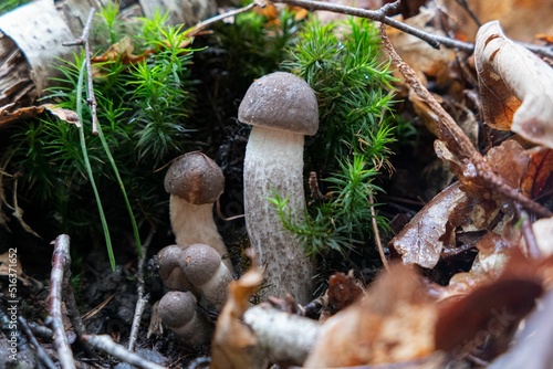 Young Leccinum scabrum mushrooms photo