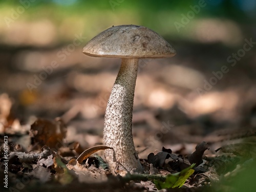 Grey Leccinum scabrum mushroom photo