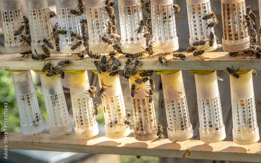 Beekeeping Rearing Cup Kit Bee Queen Cages Roller Beekeeper Tool Equipment