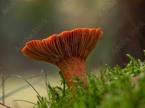 Fresh Lactarius deterrimus mushroom photo