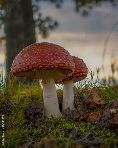 Two perfect amanita muscaria mushrooms at dawn photo