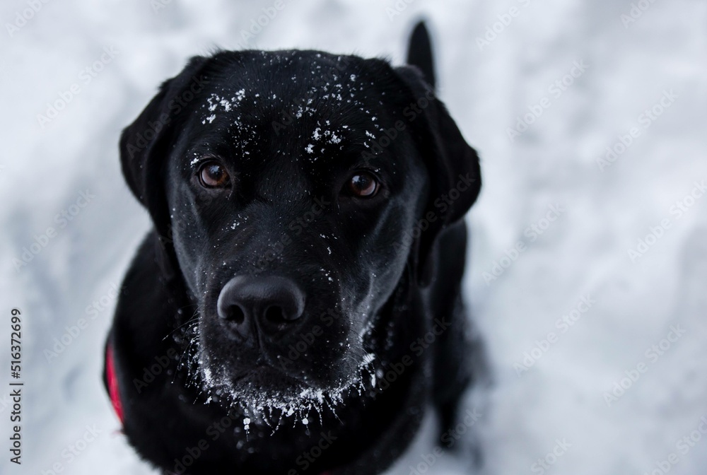 Black labrador in the winter forest Black labrador in the winter forest